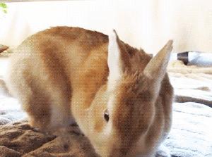 搞笑GIF图精选：哥哥，别不理我，我们是自个人啊！