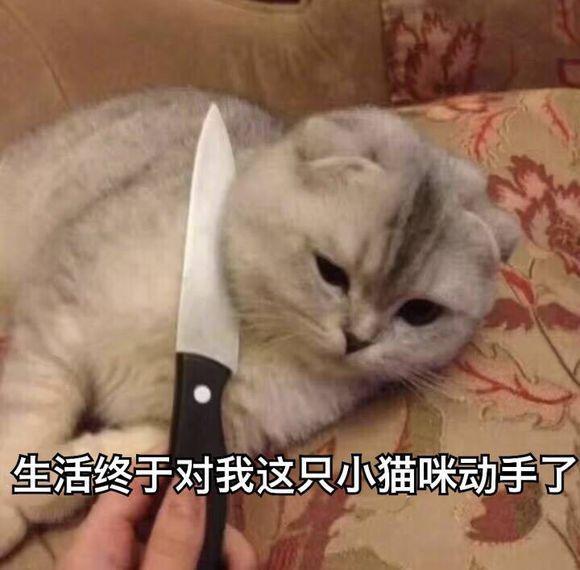爆笑蠢萌段子，挑战你的笑点