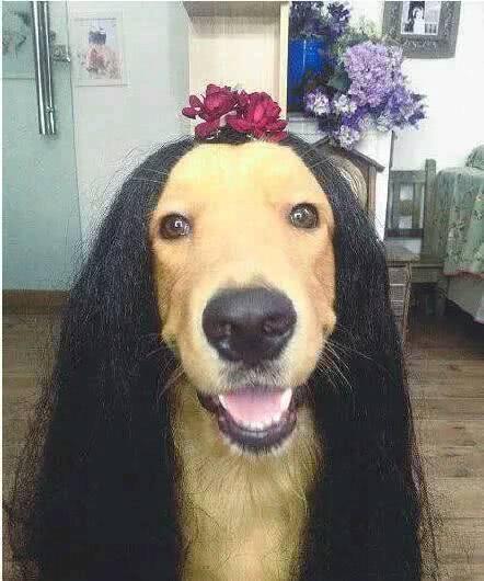 搞笑图片幽默段子笑话：狗子你的头上还能长花呢，也是厉害哦
