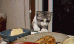 搞笑GIF：猫咪想要扒拉碗里的鱼吃，被主人识破之后