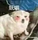 爆笑蠢萌段子，挑战你的笑点