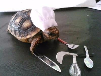 搞笑图集：我的慢炖锅，小乌龟你这是要逆天吗