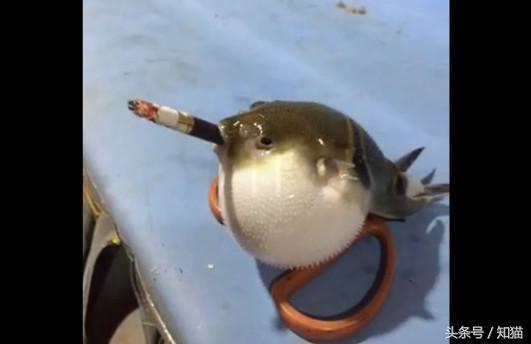 男子海边抓到一条怪鱼并给它抽烟，接下来搞笑的一幕发生了