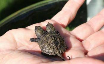 尤其是这样的双头鳄龟,更是价值连城.