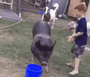 搞笑GIF动图：这身材，大叔看了表示把持不住啊