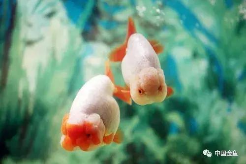 养鱼后，你知道你的钱为啥就没了吗？