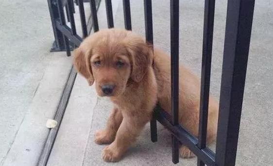 13张狗狗失误的超爆笑合辑萌蠢的让你笑出内伤