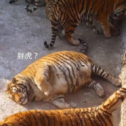 到动物园看老虎，只见一只&ldquo;大橘猫&rdquo;扎在老虎堆里