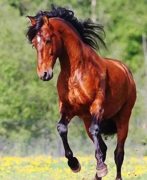 说起中国的名马来,所有人立刻就能想起关公的坐骑-赤兔马,关羽骑着这