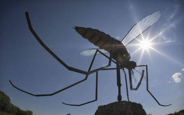 世界上最大的蚊子体长11厘米比手机大加上腿能抱住你的头