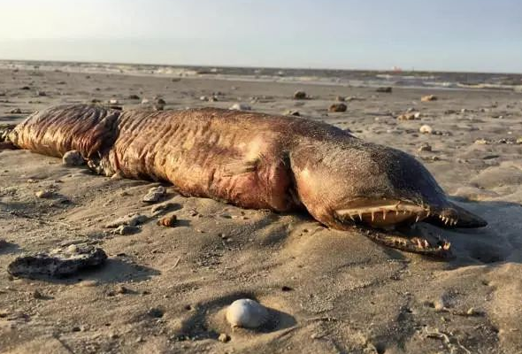 女子海滩发现奇怪深海生物,说不准是何物种