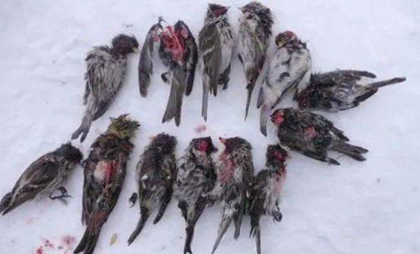 专门吃脑子的僵尸山雀平凡的外表下却隐藏着邪恶的灵魂