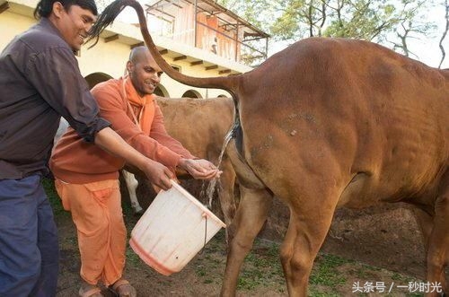 印度牛水：利用牛尿制作的一种饮料，很营养，应该天天喝(1)