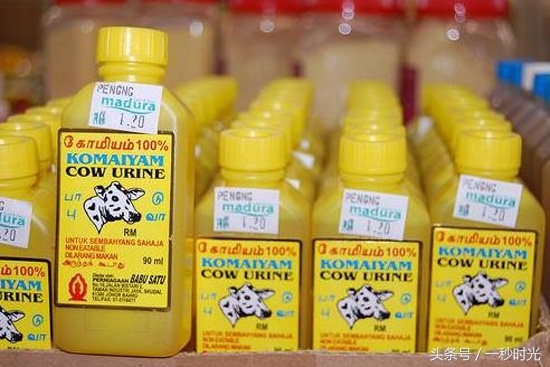 印度牛水：利用牛尿制作的一种饮料，很营养，应该天天喝(2)