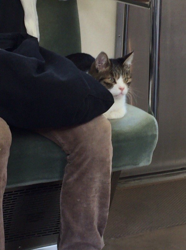 连续3年自己搭地铁回家的猫咪，看到它不小心睡着的模样好萌呀(2)