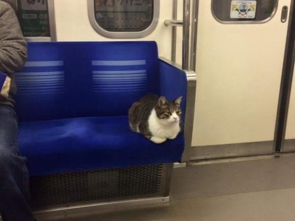 连续3年自己搭地铁回家的猫咪，看到它不小心睡着的模样好萌呀(1)