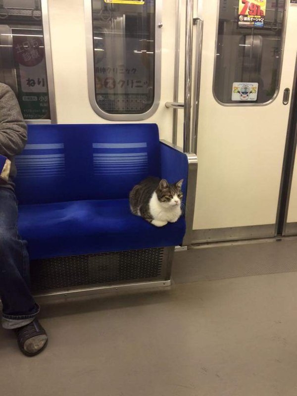 连续3年自己搭地铁回家的猫咪，看到它不小心睡着的模样好萌呀(2)