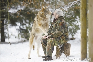 国外老人成为狼群的头狼，母狼发情时最尴尬，地位受挑战时最危险(2)