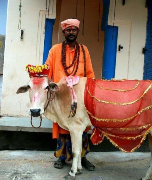在印度“人”活的还不如“牛”，你知道是为什么吗？(1)
