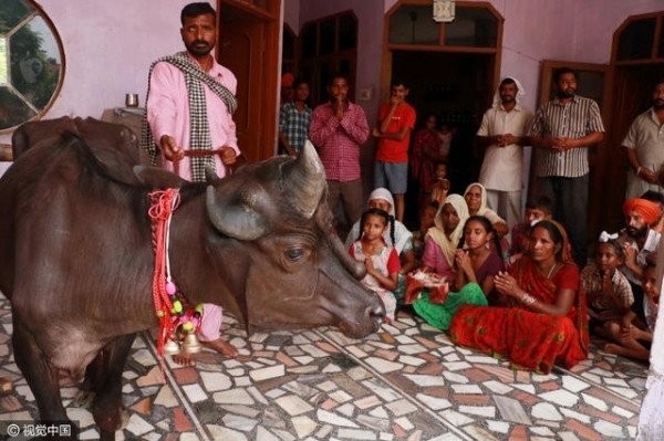 在印度“人”活的还不如“牛”，你知道是为什么吗？(4)
