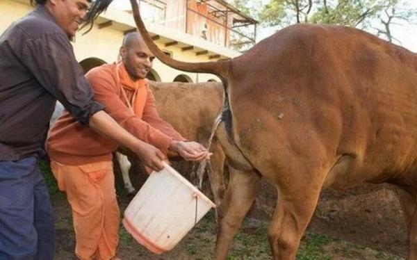 在印度“人”活的还不如“牛”，你知道是为什么吗？(1)