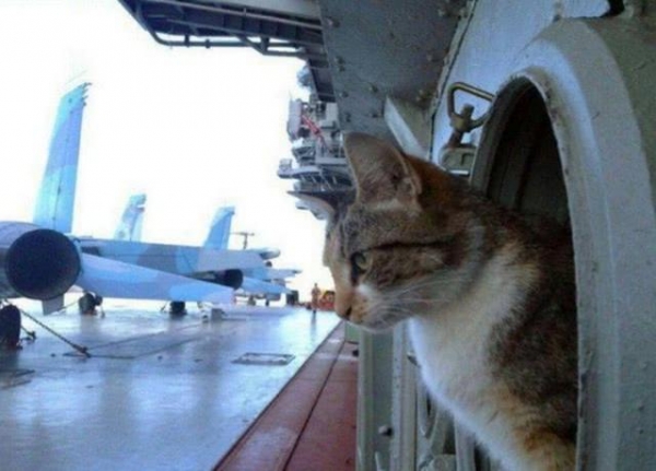 它是二战中命最硬的猫，三次沉船而不死，坐过的军舰全玩完