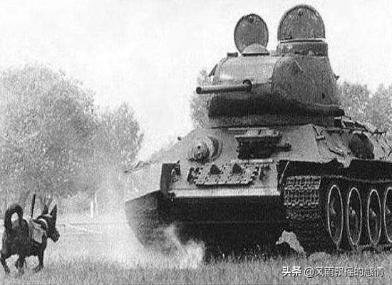 不怕苏联人冲锋，就怕狗捆炸弹！苏军“反坦克犬”并不是毫无作用