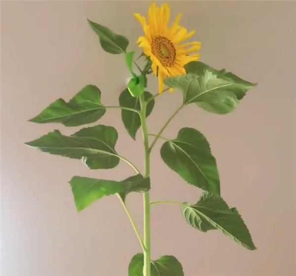 女子花盆里种出2.5米高向日葵 网友：不愧是山东的
