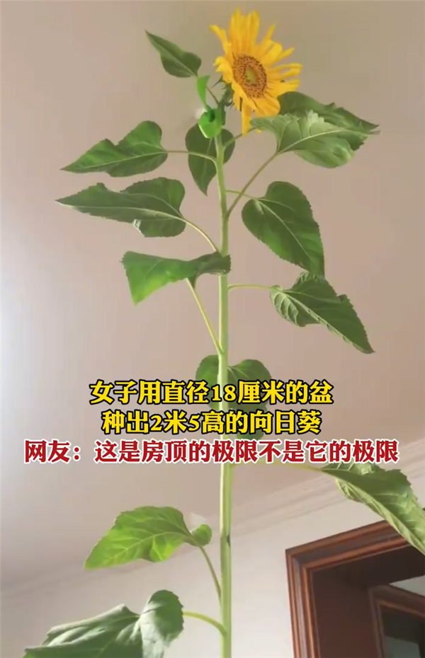 女子花盆里种出2.5米高向日葵 网友：不愧是山东的