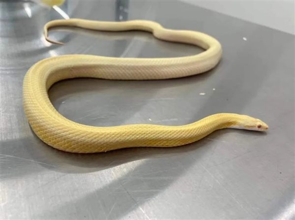 海关发现“美女蛇”：一女子用丝袜装5条玉米锦蛇藏身上被查