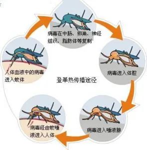 一周确诊5180例！多国急性传染病大暴发，已致多人死亡！紧急提醒→