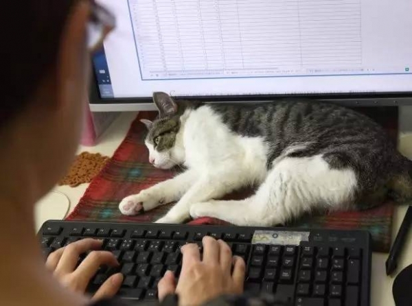 猫事 和猫一起上班 那还有工作效率吗 