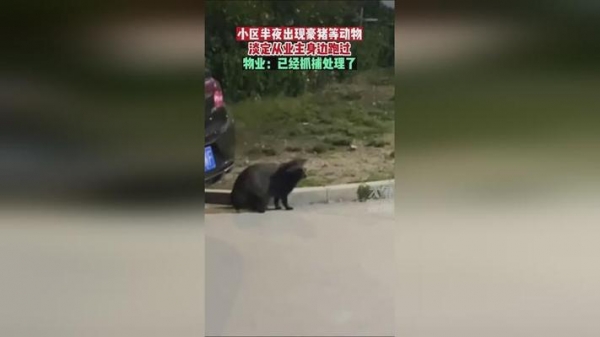 山东菏泽小区半夜惊现豪猪物业已抓捕是从附近动物城跑出的