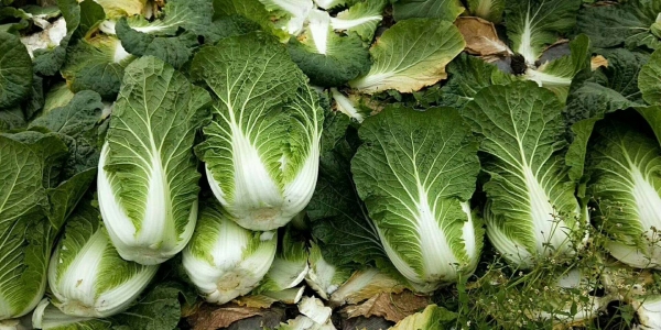 天价白菜留学生称白菜在韩国曾卖到100块1颗