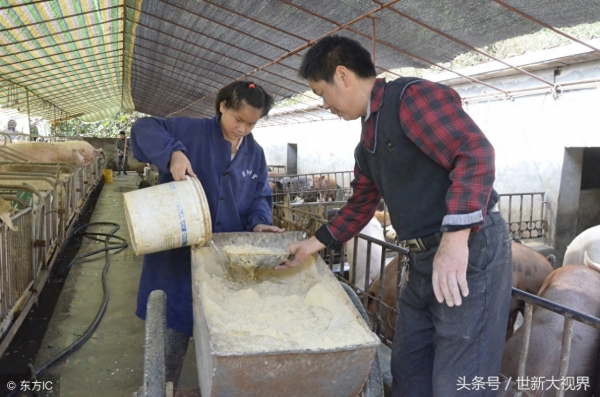 野猪被训化与家猪生下100多个孩子，主人收入翻倍年入数十万