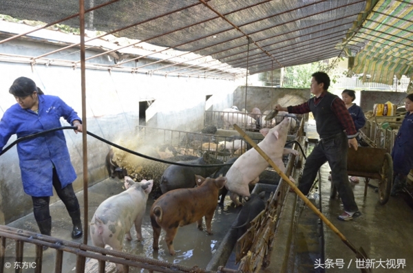野猪被训化与家猪生下100多个孩子，主人收入翻倍年入数十万