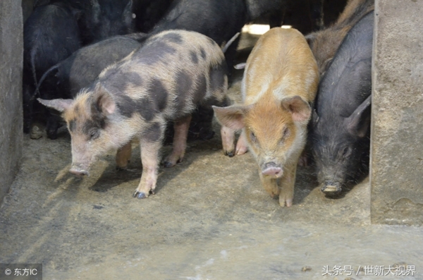 野猪被训化与家猪生下100多个孩子，主人收入翻倍年入数十万