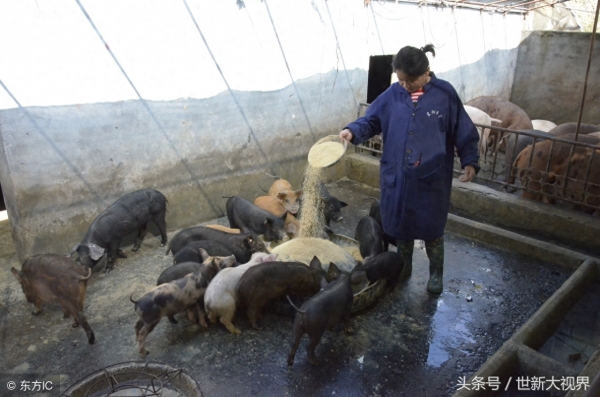 台湾 発 猪頭皮 我家是〓人院 台湾人不是被〓大的！？ 台湾 発 猪頭皮 我家是〓人院 台湾人不是被〓大的！？ - メルカリ