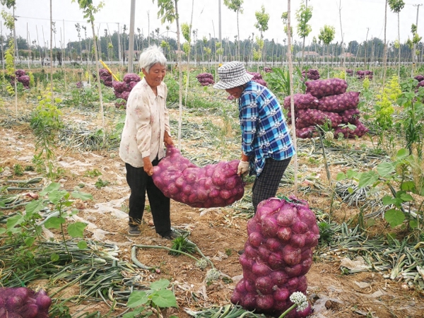 洋葱“辣心了”，价格大跌，2毛钱一斤也难卖，每亩赔千元