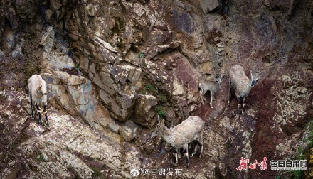 快来看！岩羊“母子”在山丹马场祁连山崖壁跳跃奔跑