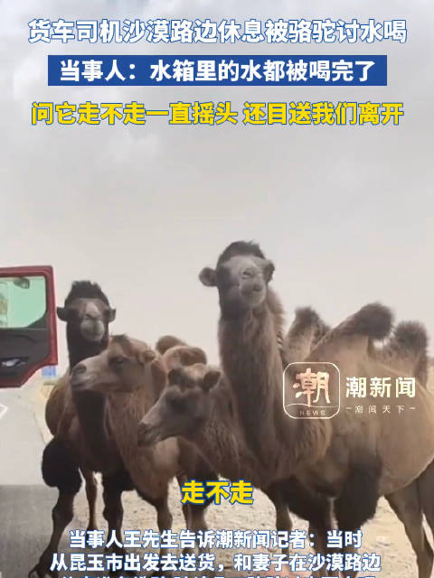 货车司机沙漠路边休息被骆驼讨水喝…