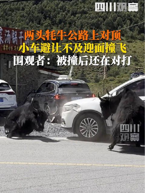 牦牛公路上打架被汽车撞飞