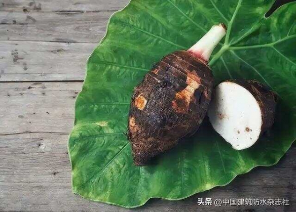 芋头立大功？医学研究：芋头可在12小时内清除40%“肠道废物”？