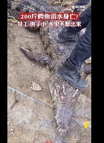 哈？！200斤鳄鱼被吓后待水里溺死 