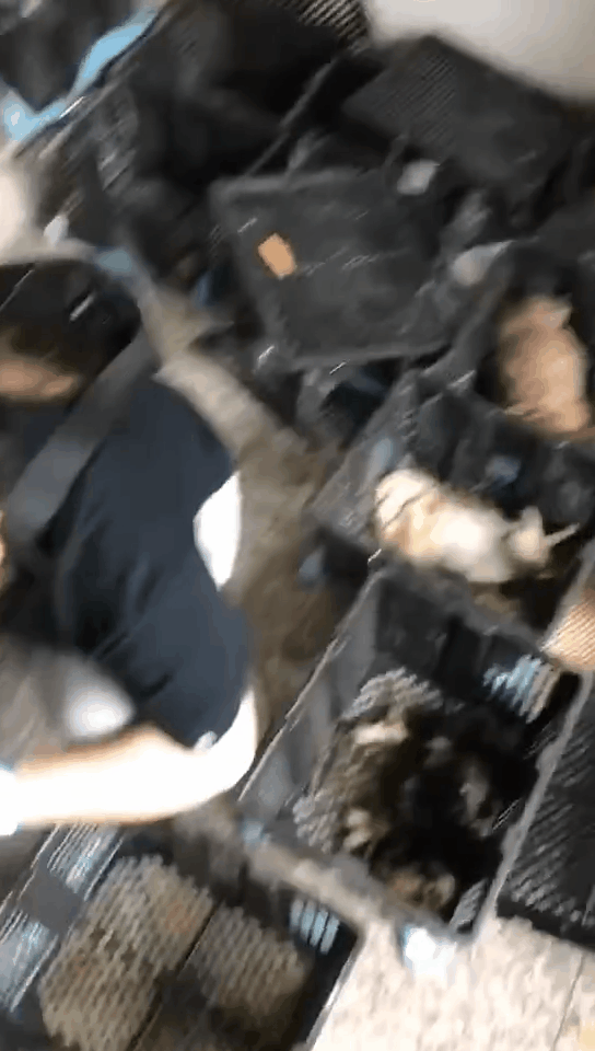 又现“宠物盲盒”已发臭！“带血生意”该管管了