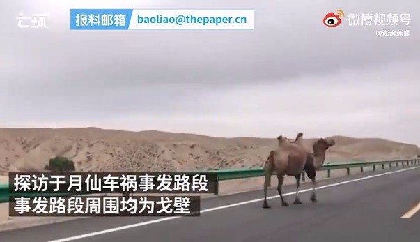 探访于月仙车祸现场:有注意牲畜标志 路上仍有骆驼