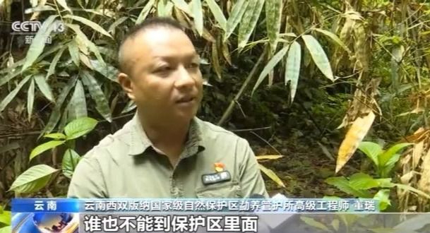 北上野象走出“S”路线 下一站去哪儿？