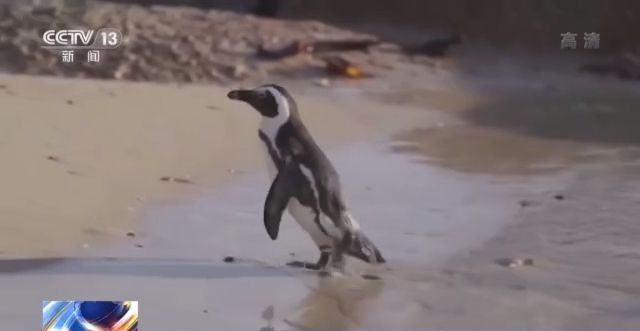 南非63只濒危非洲企鹅离奇死亡 专家称死因罕见