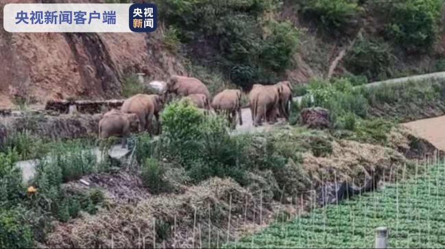 专家分析研判象群有继续北迁趋势