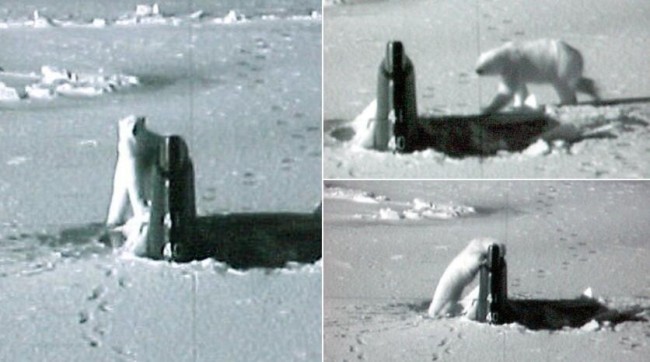 在南海出事的美国核潜艇被曝黑料：曾在破冰上浮后被北极熊一顿舔